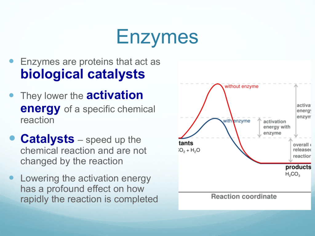 enzymes-lower-activation-energy