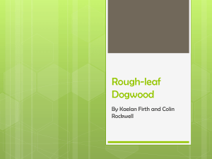 Rough-leaf Dogwood