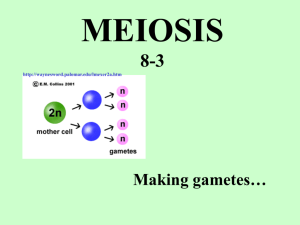 MEIOSIS 8-3