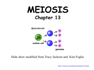 Meiosis notes Meiosis Lecture