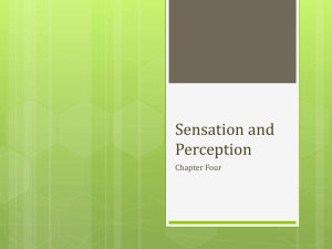Sensation and Perception Power Point