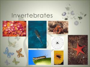 Invertebrates - Latter