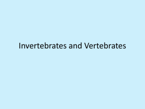 Invertebrates and Vertebrates_PPT