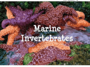 00b Intro to Marine Invertebrates