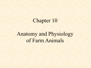 Chapter 1: Animal Agriculture