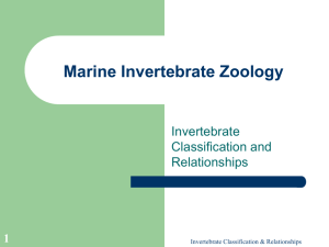 Marine Invertebrate Zoology