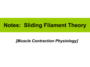 Notes: Sliding Filament Theory