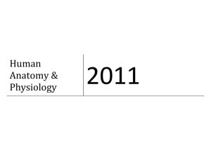 Human Anatomy & Physiology