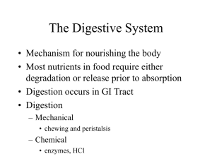 The Digestive System - mustafaaltinisik.org.uk