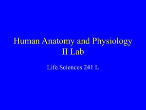 Human Anatomy and Physiology II Lab