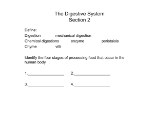 The Digestive System Section 2