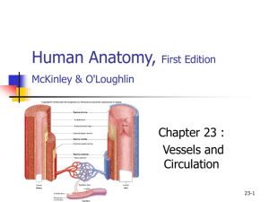 Human Anatomy, First Edition McKinley&O