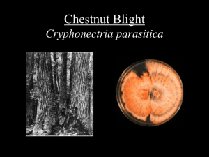 Chestnut Blight Endothia parasitica