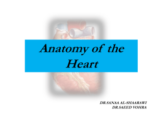 Lecture 1- The Heart..