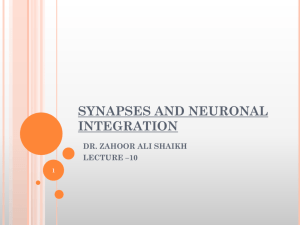 SYNAPSES AND NEURONAL INTEGRATION