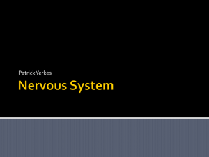 Nervous System - healthsciencesMBIT