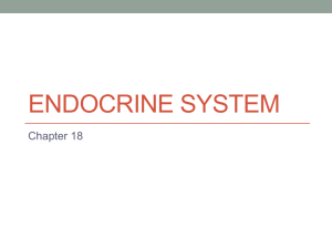 Endocrine System - Plainfield Health