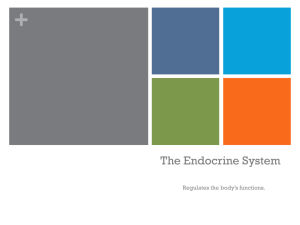 The Endocrine System - Palmerton Jr. High H/PE