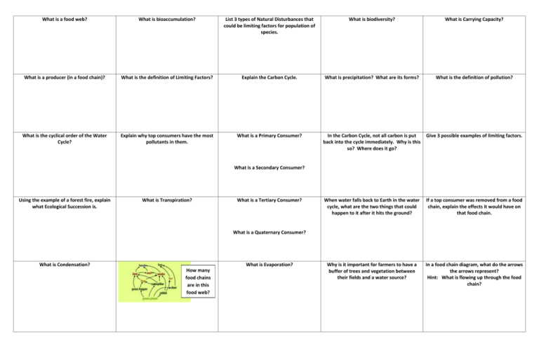 What Is A Producer In A Food Chain Explain With Example