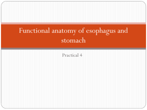 Functional anatomy of oesophagus and stomach