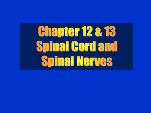 Chapter 12 n 13 Spinal Cord and Spinal Nerves