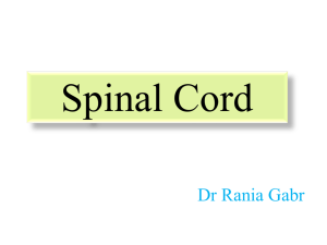 The Spinal Cord 3