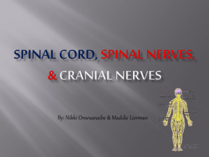 Spinal Cord, Spinal Nerves, and Cranial Nerves