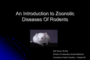 zoonotic_disease_rodent_grove
