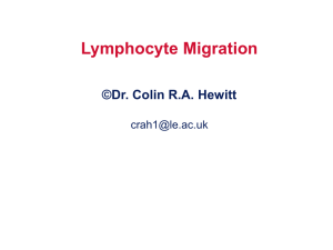 Lymphocyte Migration Ppt