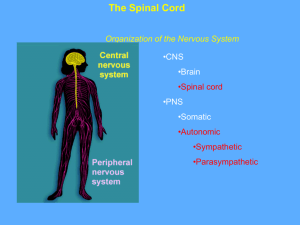 Lecture 2: The Spinal Cord