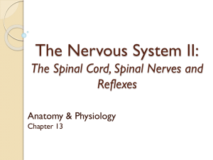 Spinal Nerve - Dr. Wilson's Site