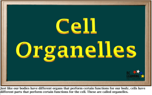 Cell Organelles - BC Learning Network
