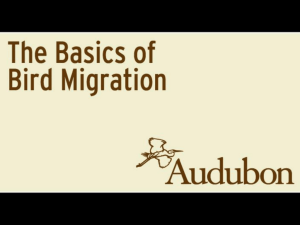 bird_migration_lecture