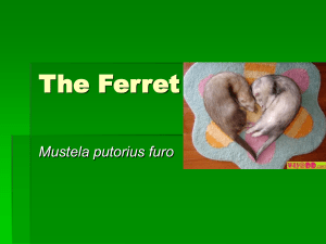 The Ferret - Workforce3One