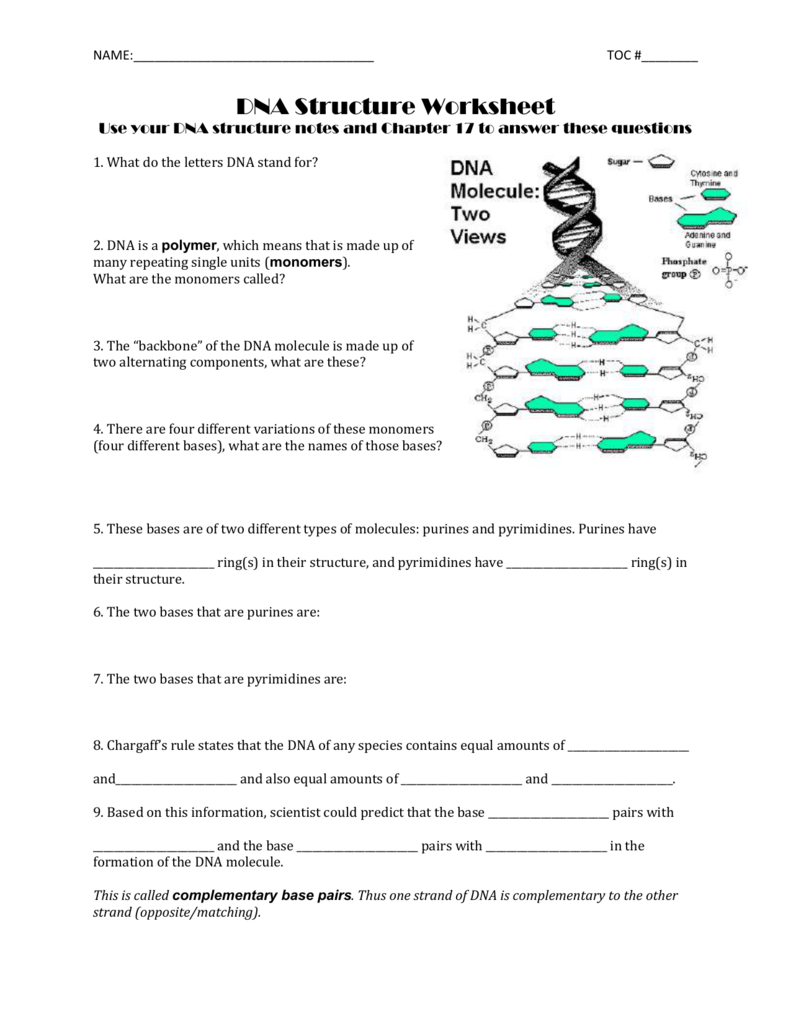 NAME: TOC #______ DNA Structure Worksheet Use your DNA Inside Dna Structure Worksheet Answer Key