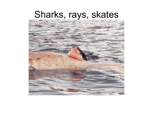 Sharks, rays, skates