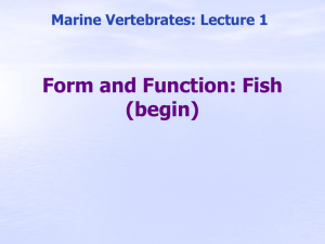 Form and Function: Fish (begin)