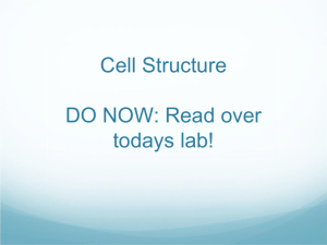 Cell Structure DO NOW: Read over todays lab!