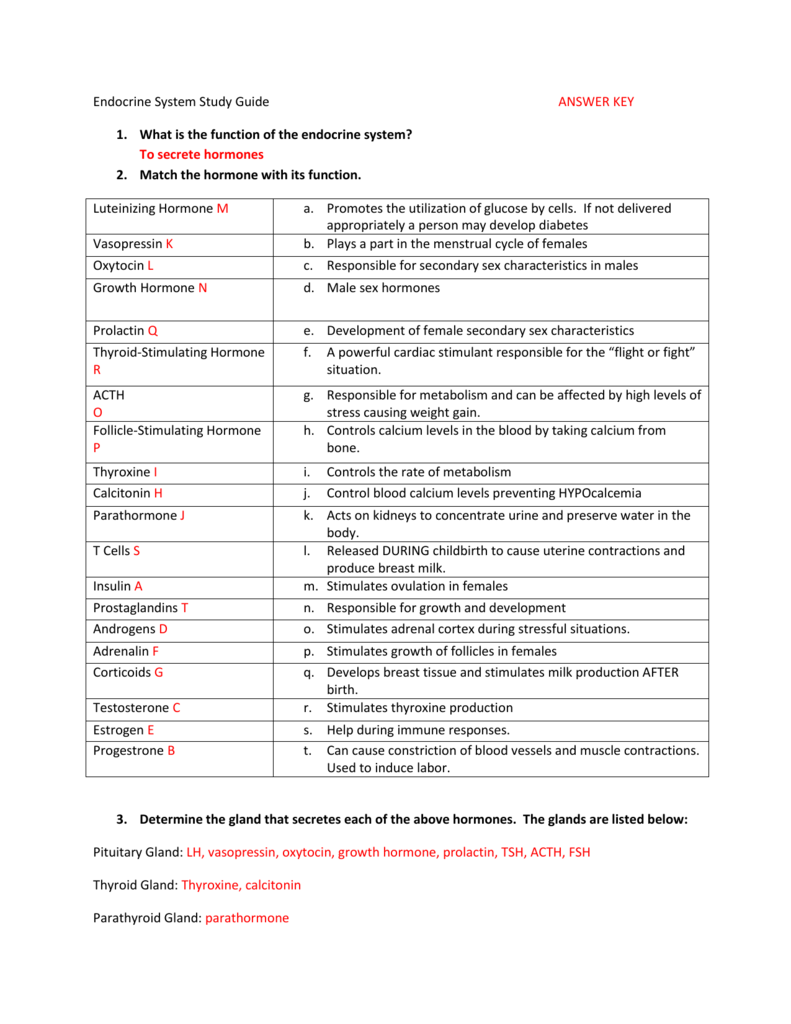 endocrine system hormone case study analysis answer key