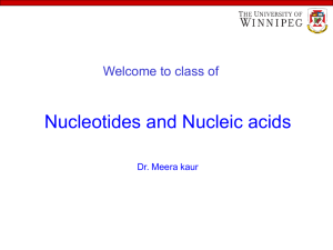 Nucleotides and Nucleic acids