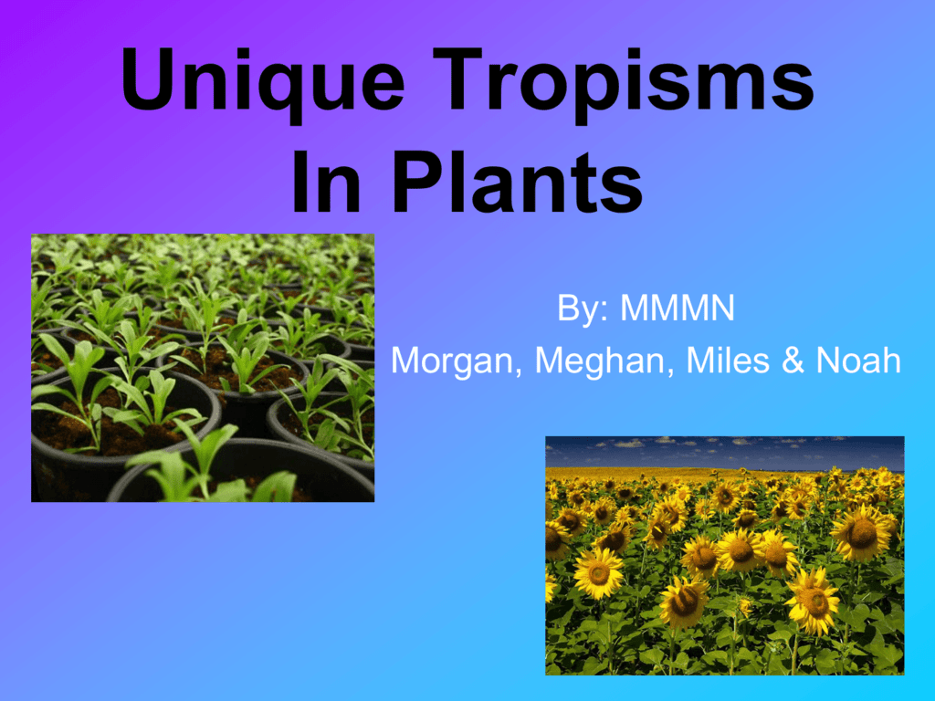 unique-tropisms-in-plants