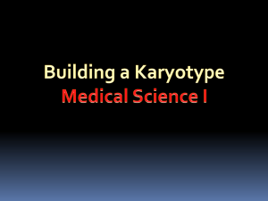 Karyotype - Alvin ISD