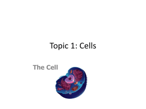 Topic 1: Cells