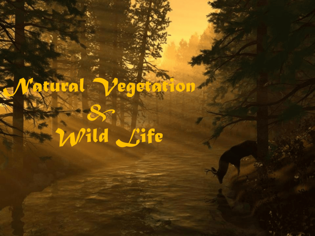 Natural Vegetation & Wildlife