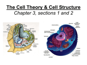 The Cell Theory & Comparisons