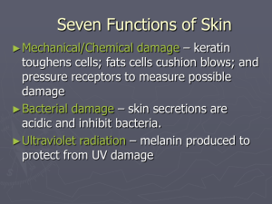 Skin Functions of Skin