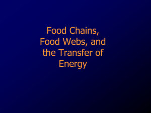 Food Webs and Energy Transfer PPT