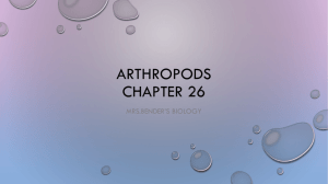 Arthropod notes
