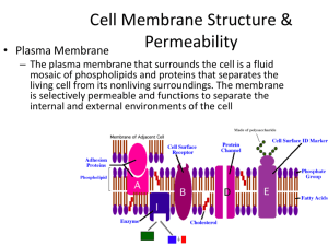 Cell Membrane Structure & Permeability