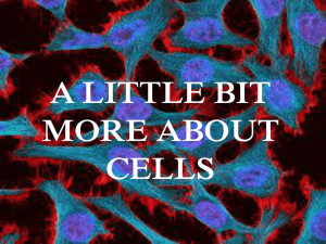 a little bit more about cells